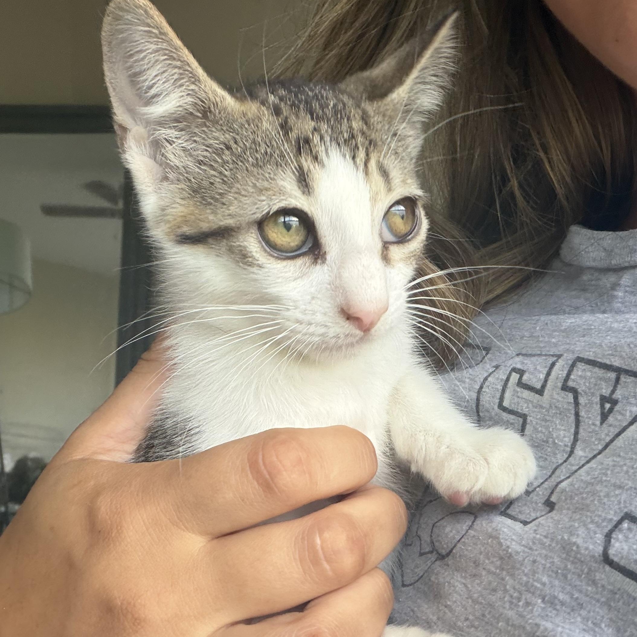 Buttercup, Adoptable, Kitten Female Domestic Short Hair.