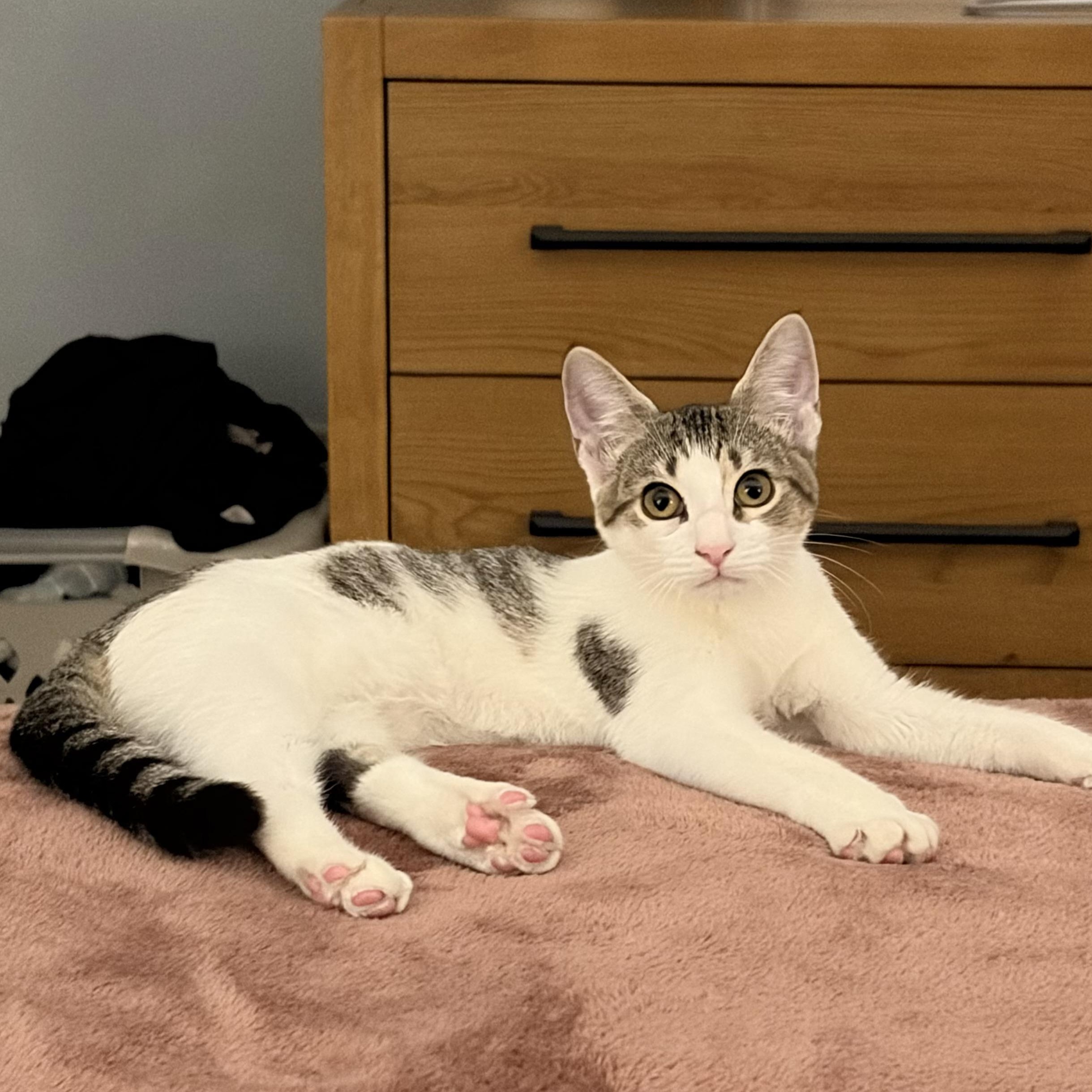 Enlarge Buttercup, a Adoptable Domestic Short Hair in jacksonville, FL image 6/6