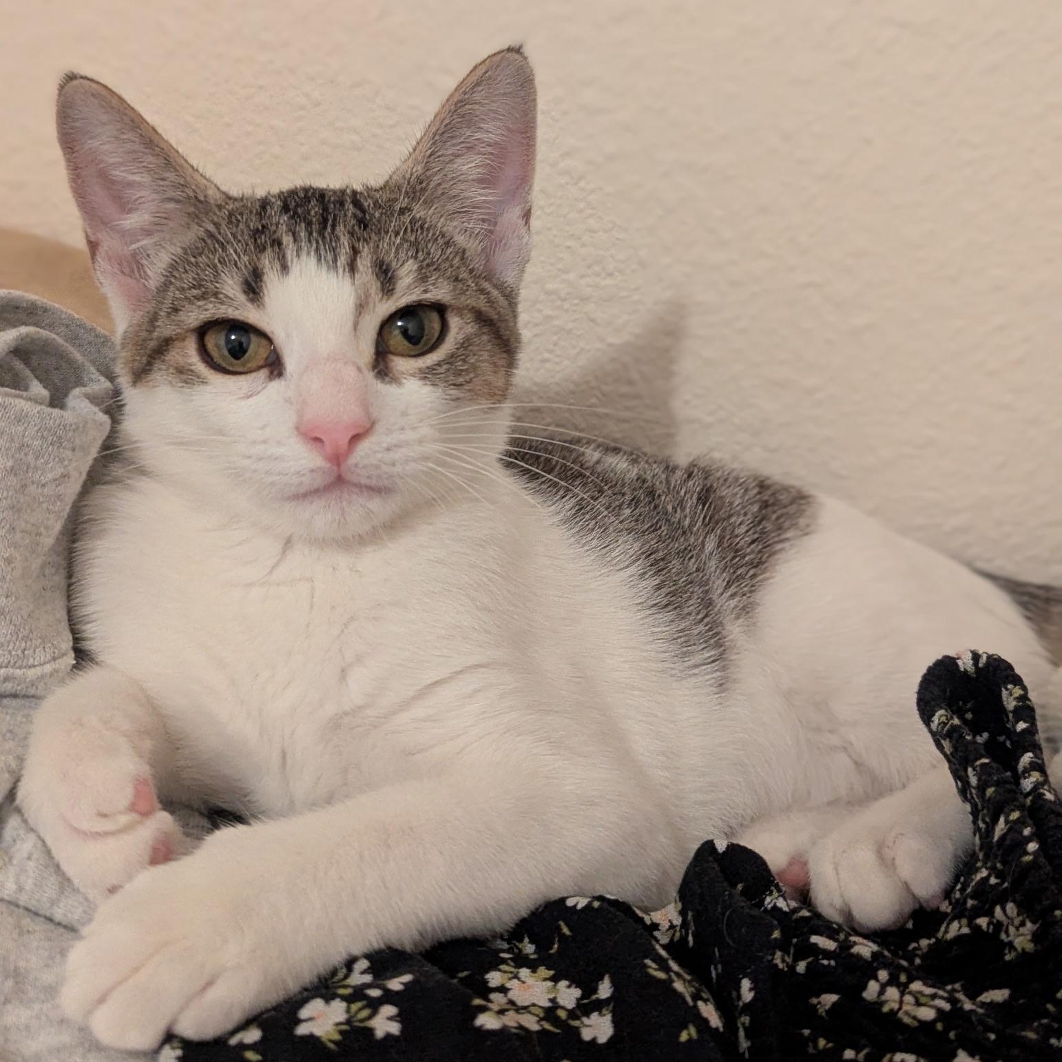Enlarge Buttercup, a Adoptable Domestic Short Hair in jacksonville, FL image 4/6