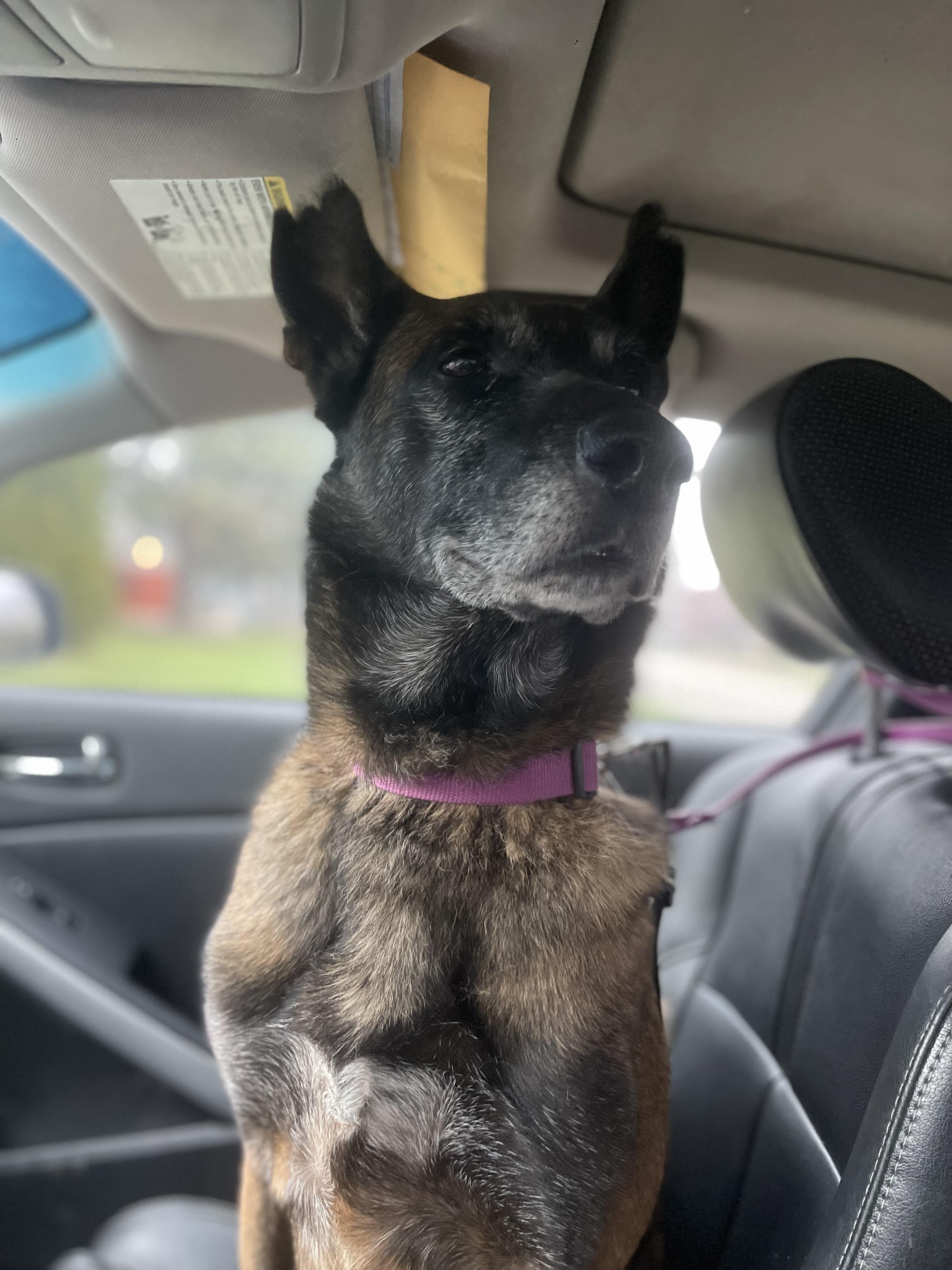 Enlarge Nova, a ADOPTABLE Belgian Shepherd / Malinois in Northlake, IL image 2/6