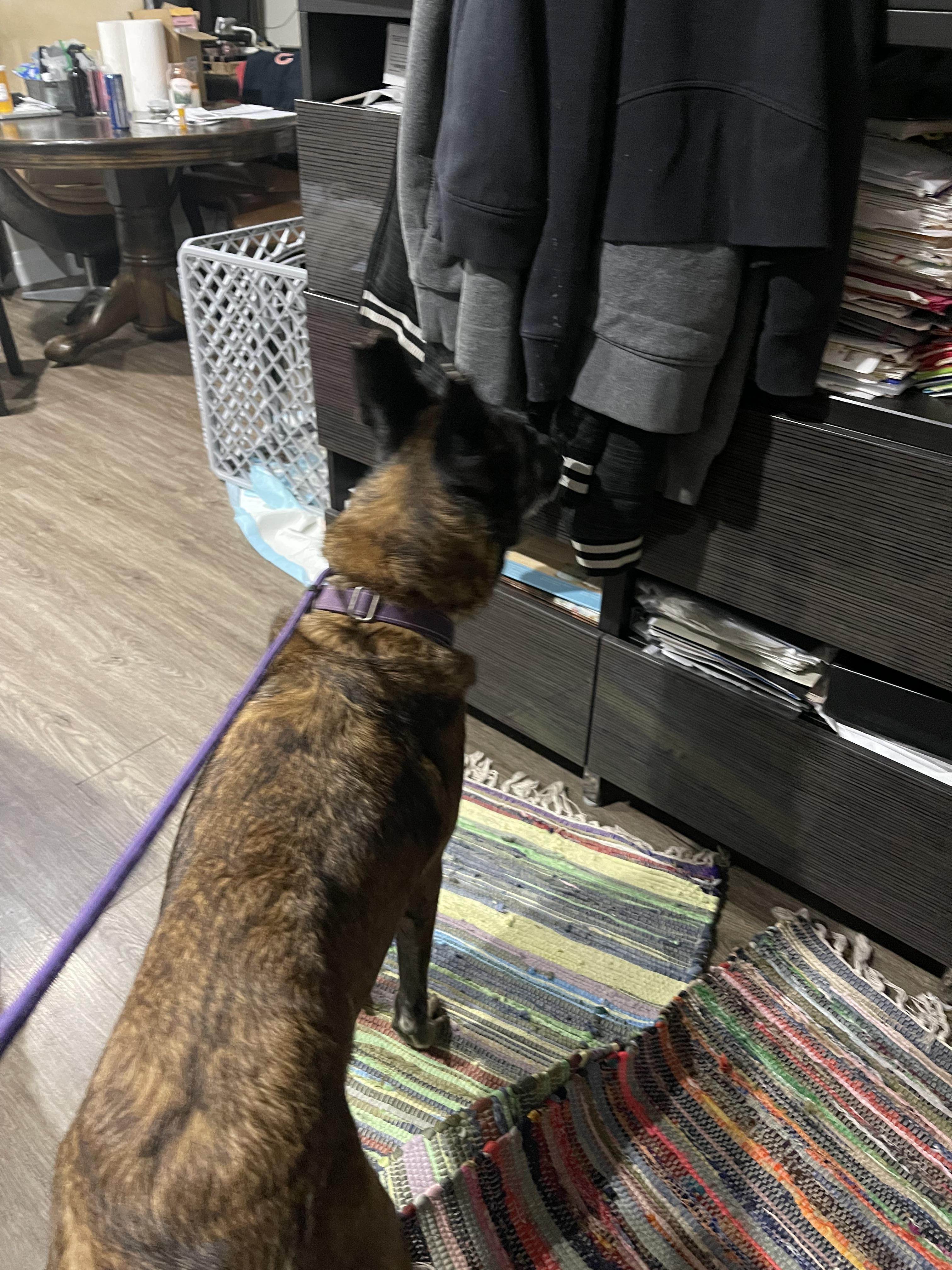 Enlarge Nova, a ADOPTABLE Belgian Shepherd / Malinois in Northlake, IL image 3/5