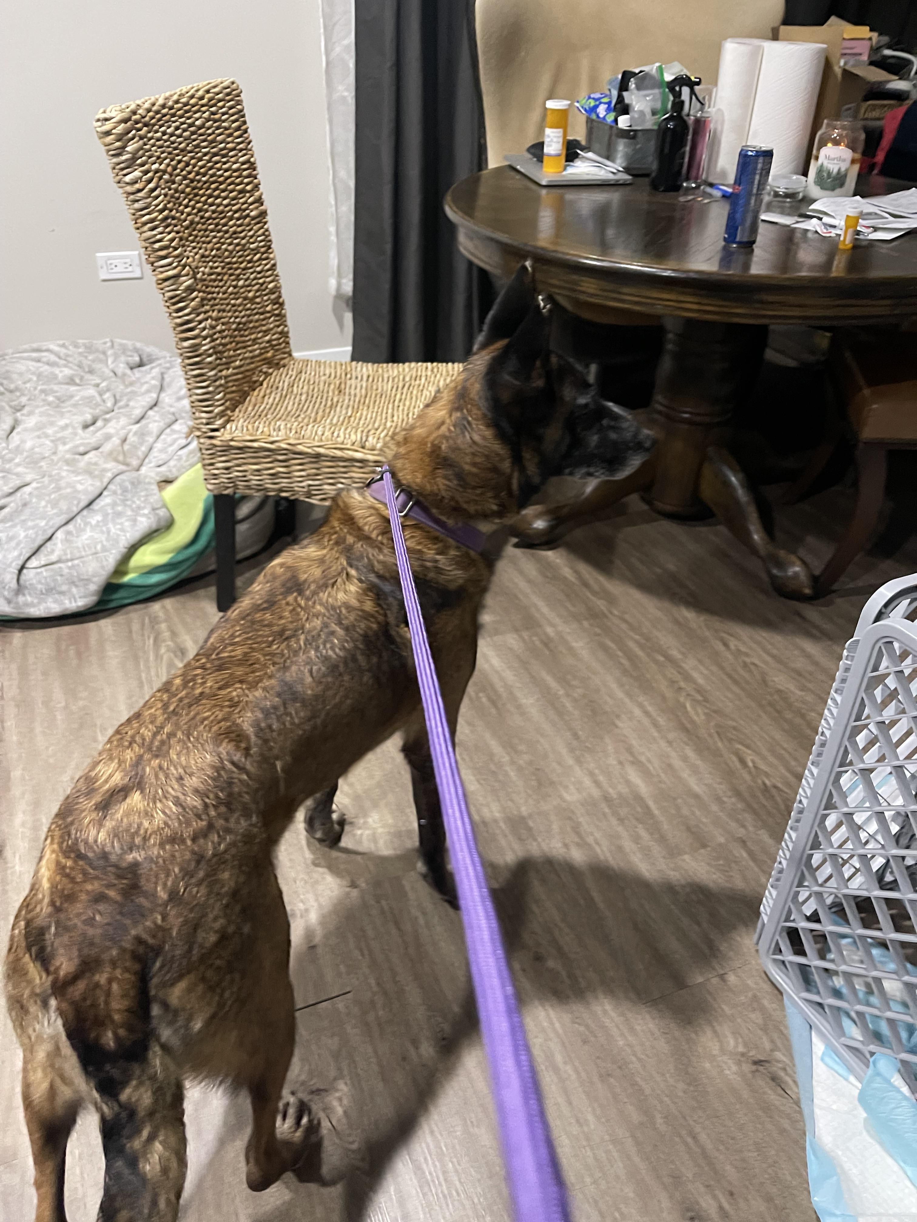 Enlarge Nova, a ADOPTABLE Belgian Shepherd / Malinois in Northlake, IL image 2/5