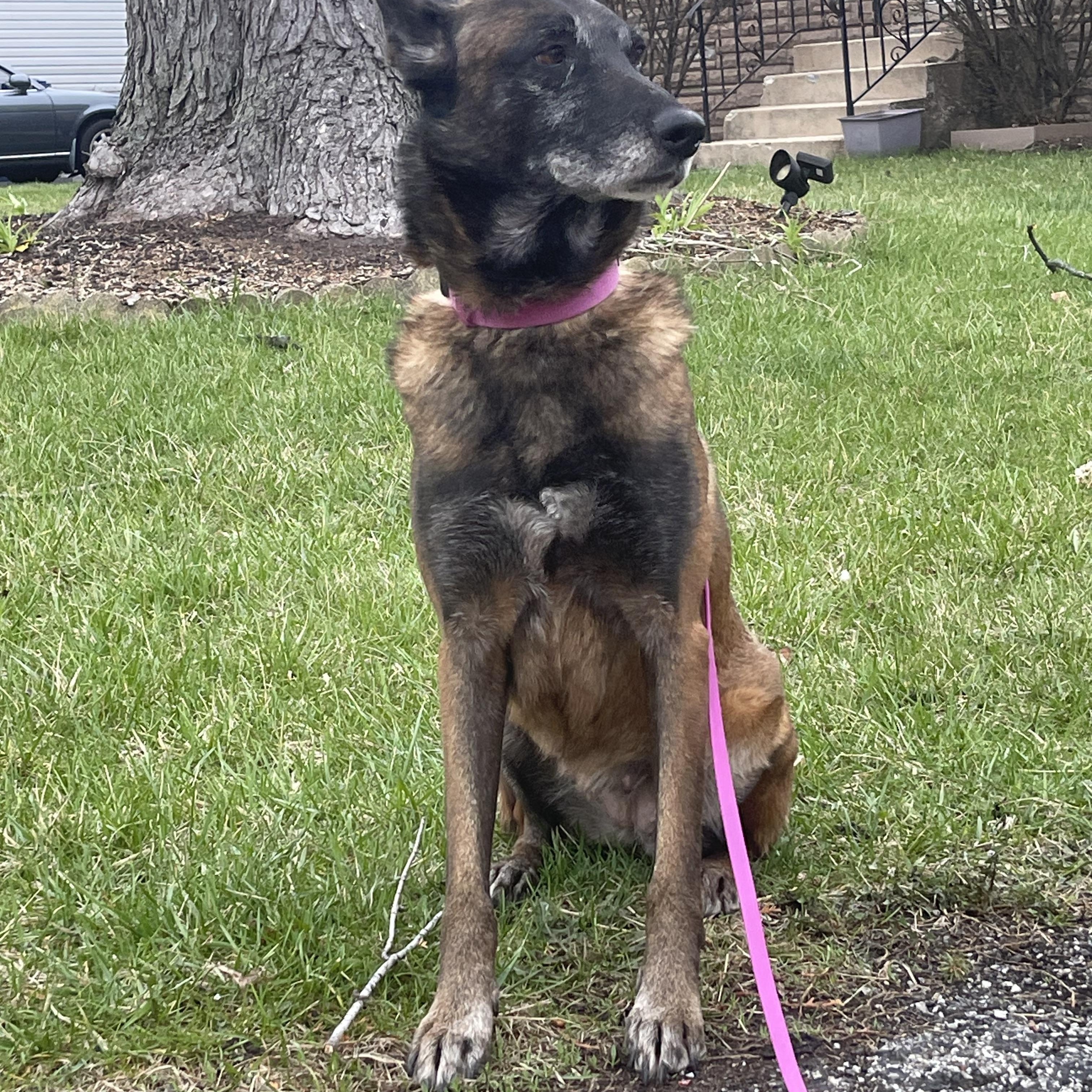 Enlarge Nova, a ADOPTABLE Belgian Shepherd / Malinois in Northlake, IL image 3/6