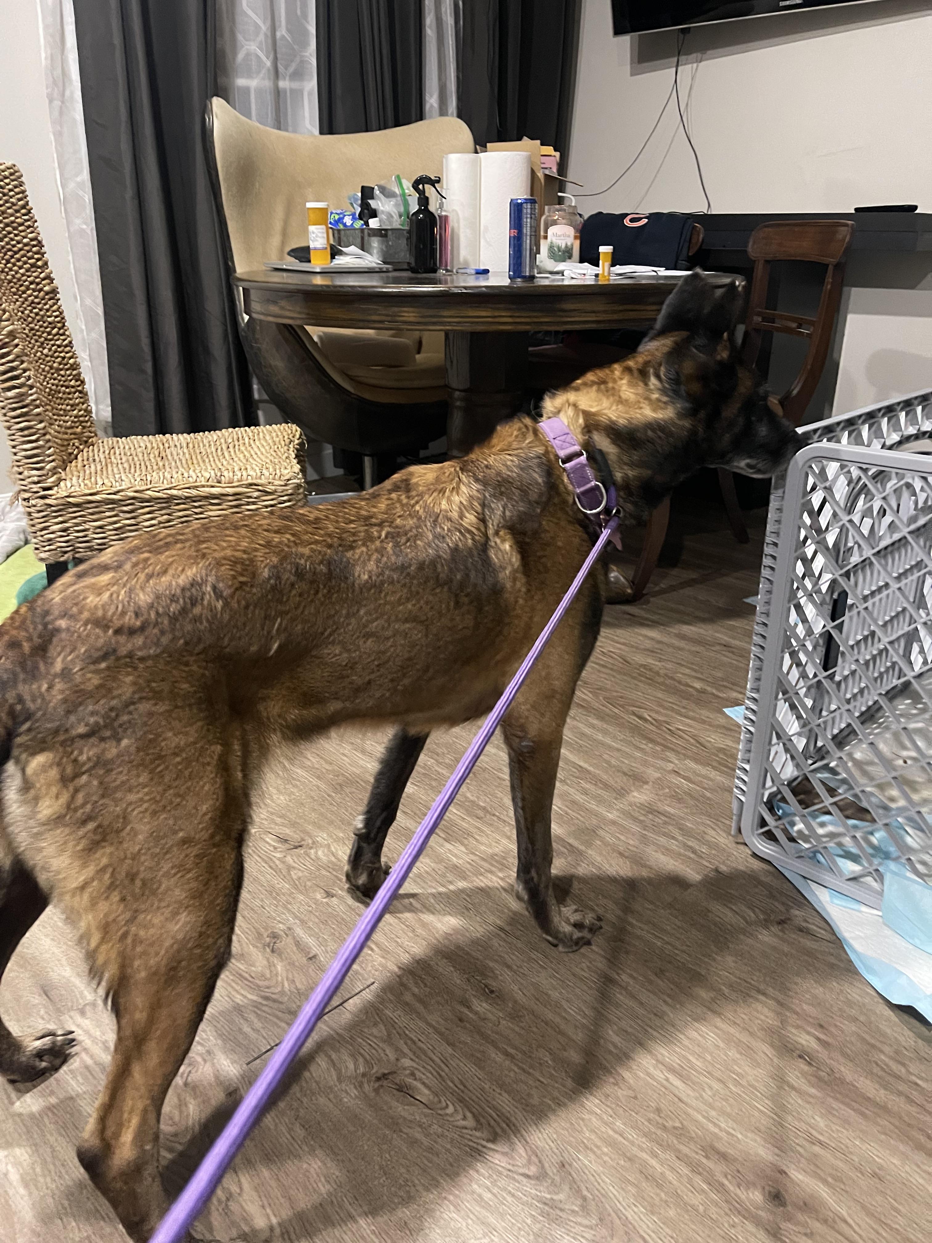 Enlarge Nova, a ADOPTABLE Belgian Shepherd / Malinois in Northlake, IL image 5/5