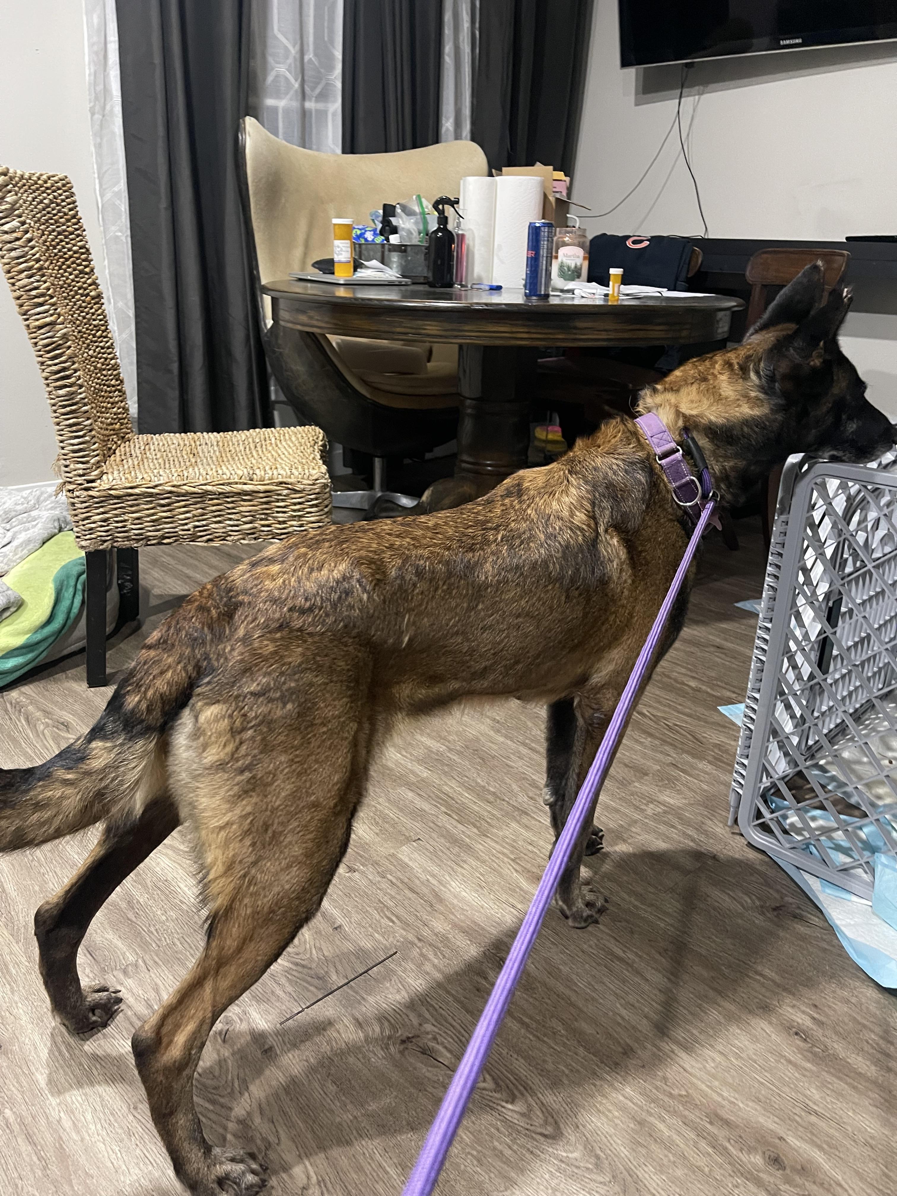 Enlarge Nova, a ADOPTABLE Belgian Shepherd / Malinois in Northlake, IL image 4/5