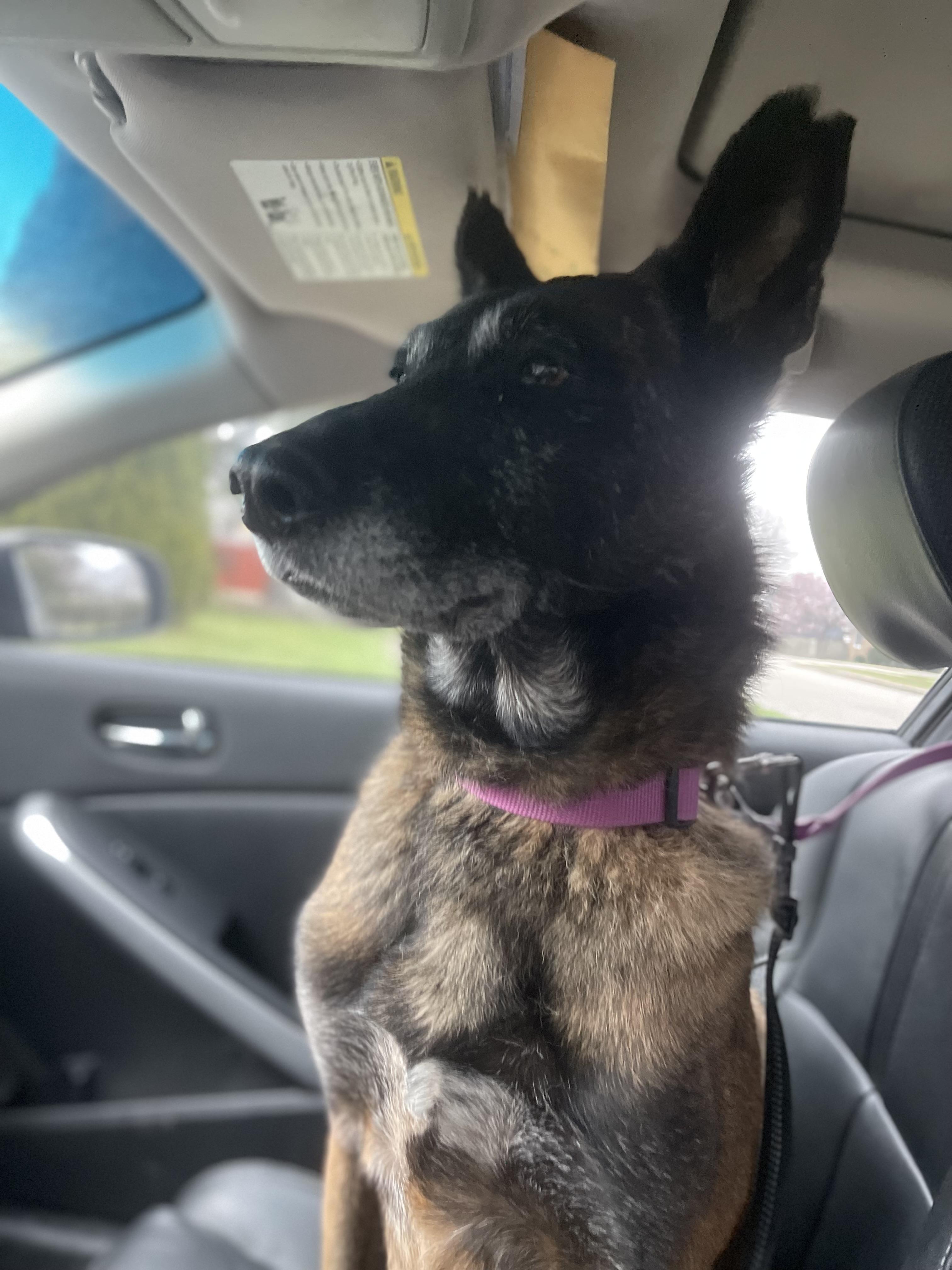 Enlarge Nova, a ADOPTABLE Belgian Shepherd / Malinois in Northlake, IL image 1/6