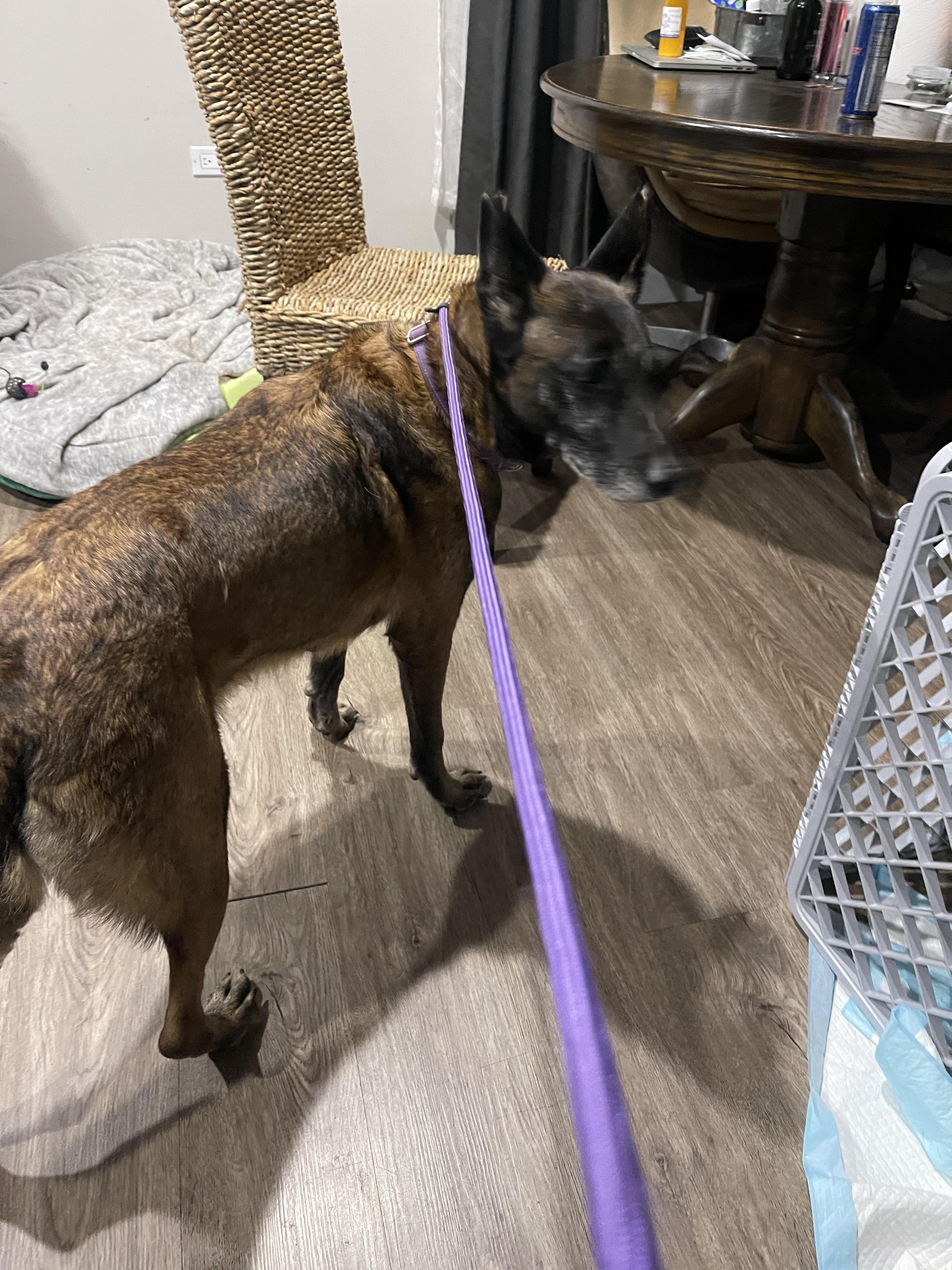 Nova, ADOPTABLE, Adult Female Belgian Shepherd / Malinois.
