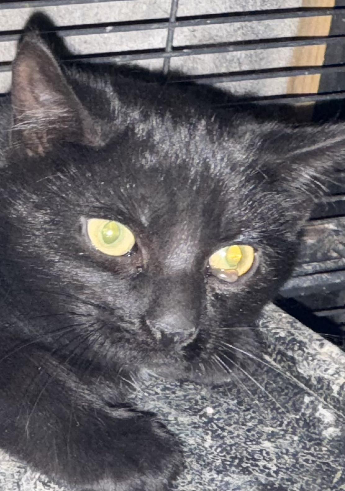 Java, Adoptable, Young Female Domestic Short Hair.