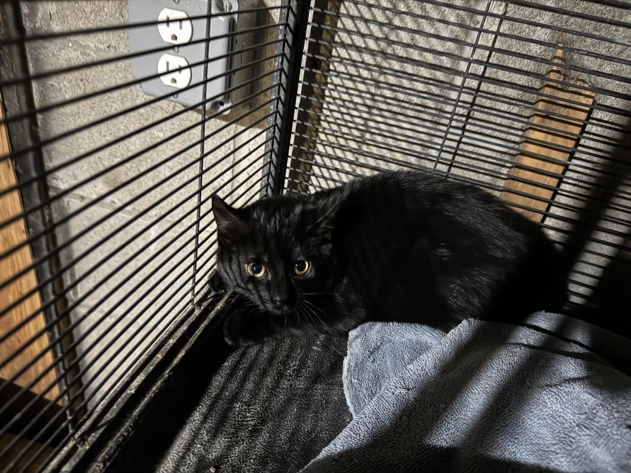 Enlarge Java, a Adoptable Domestic Short Hair in North Haledon, NJ image 2/2