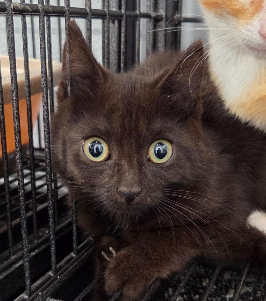 Ivy, Adoptable, Kitten Female Domestic Short Hair.
