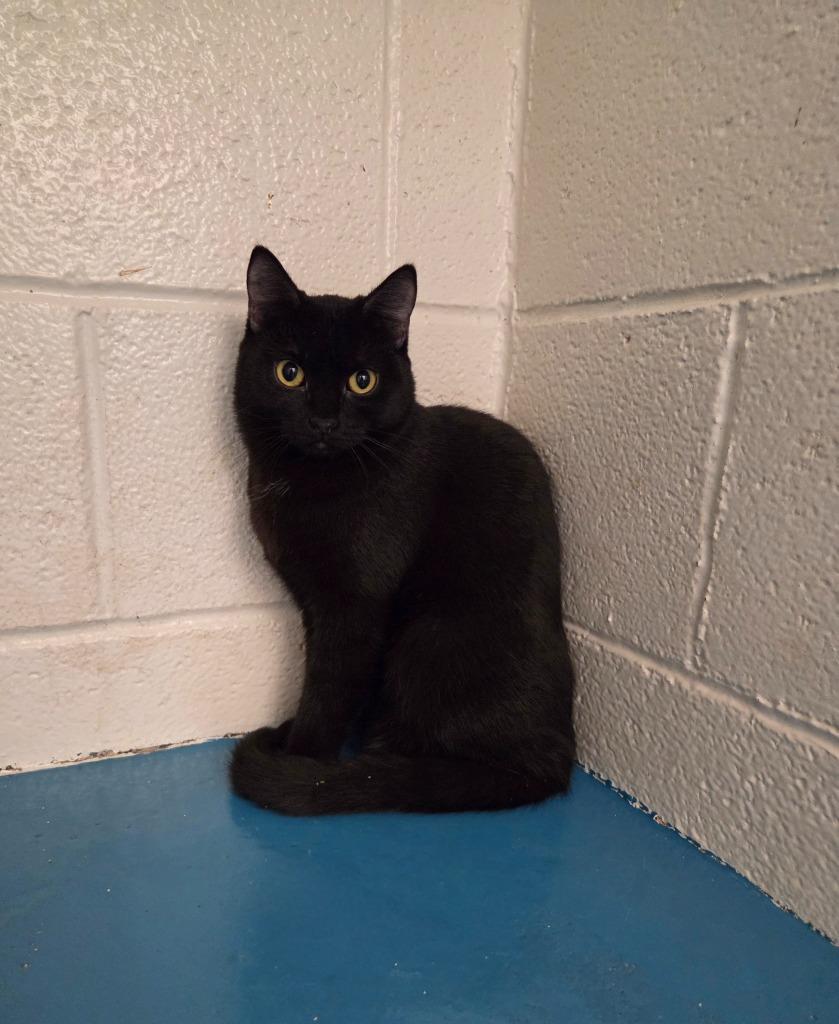 Enlarge Ivy, a Adoptable mixed breed in Muskegon, MI image 2/3
