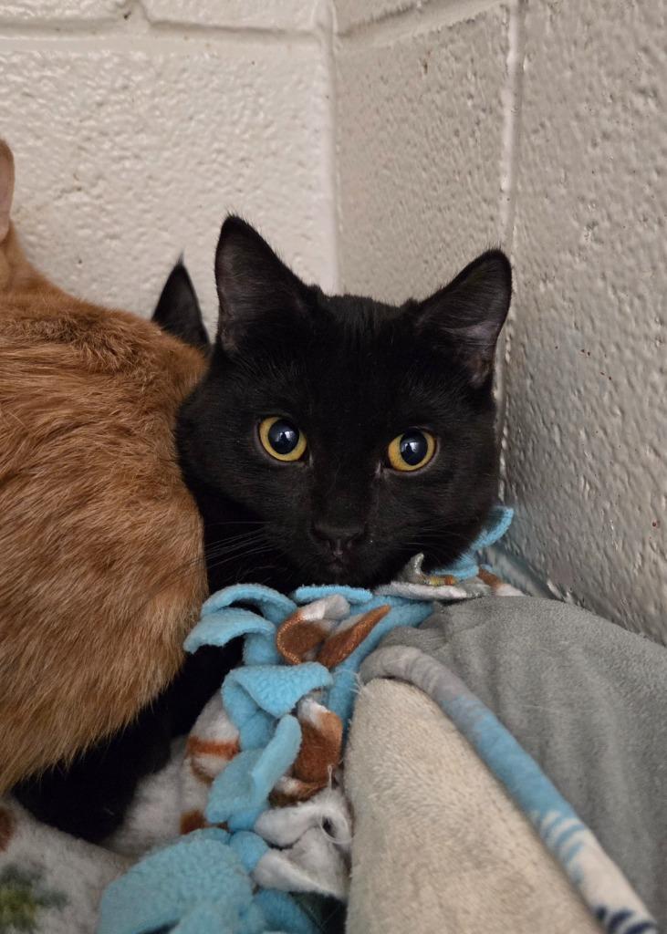 Enlarge Ivy, a Adoptable mixed breed in Muskegon, MI image 3/3
