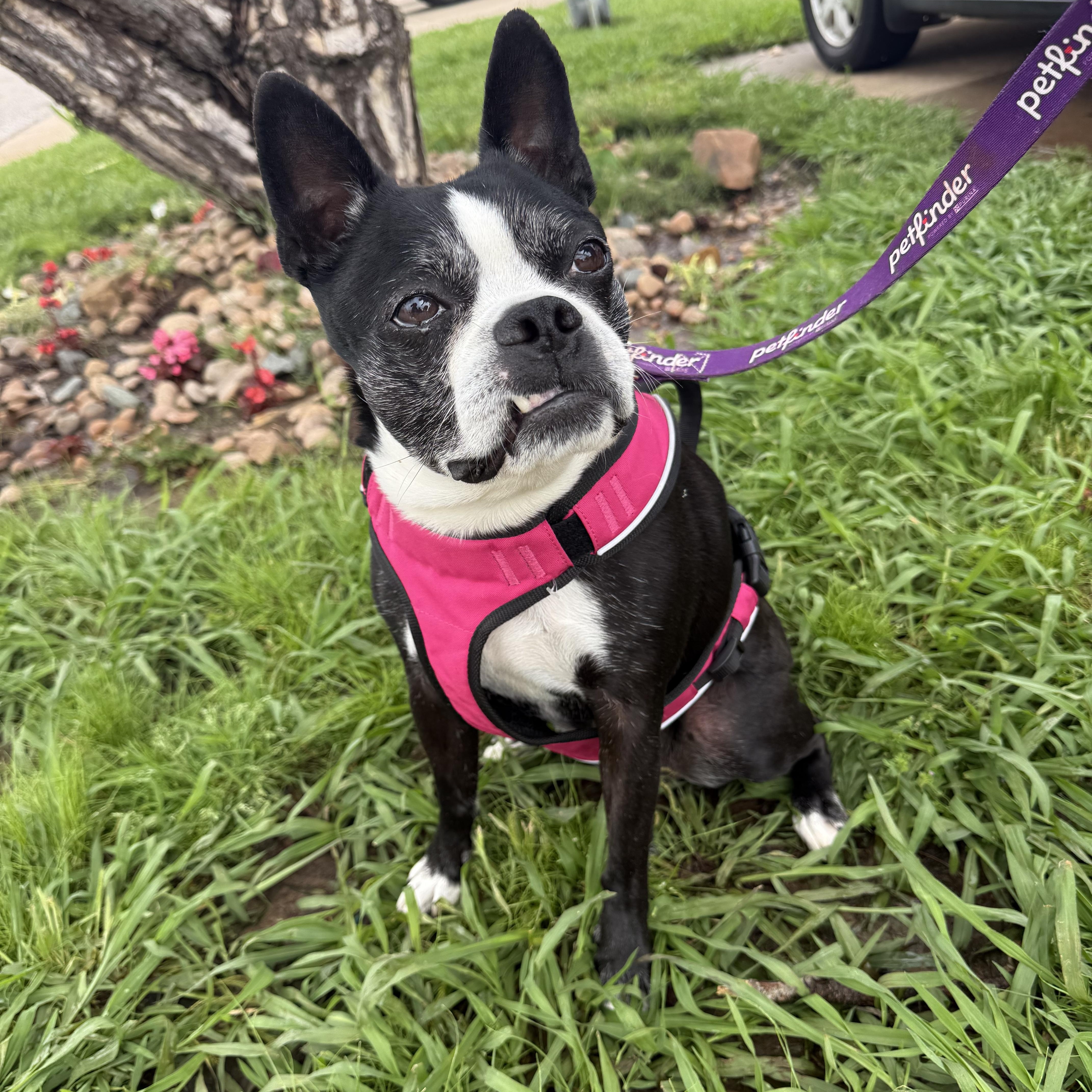 Stella Mae