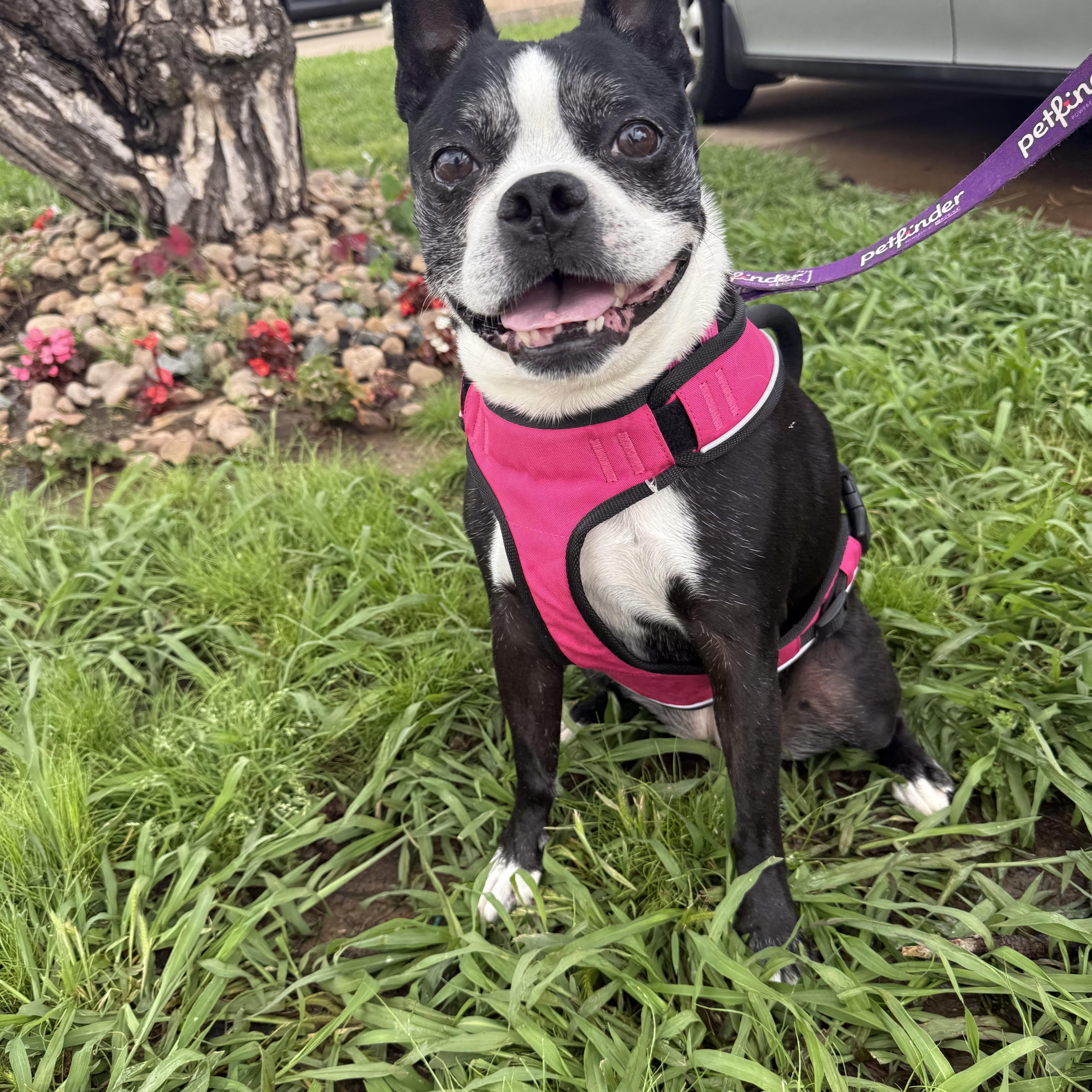 Stella Mae