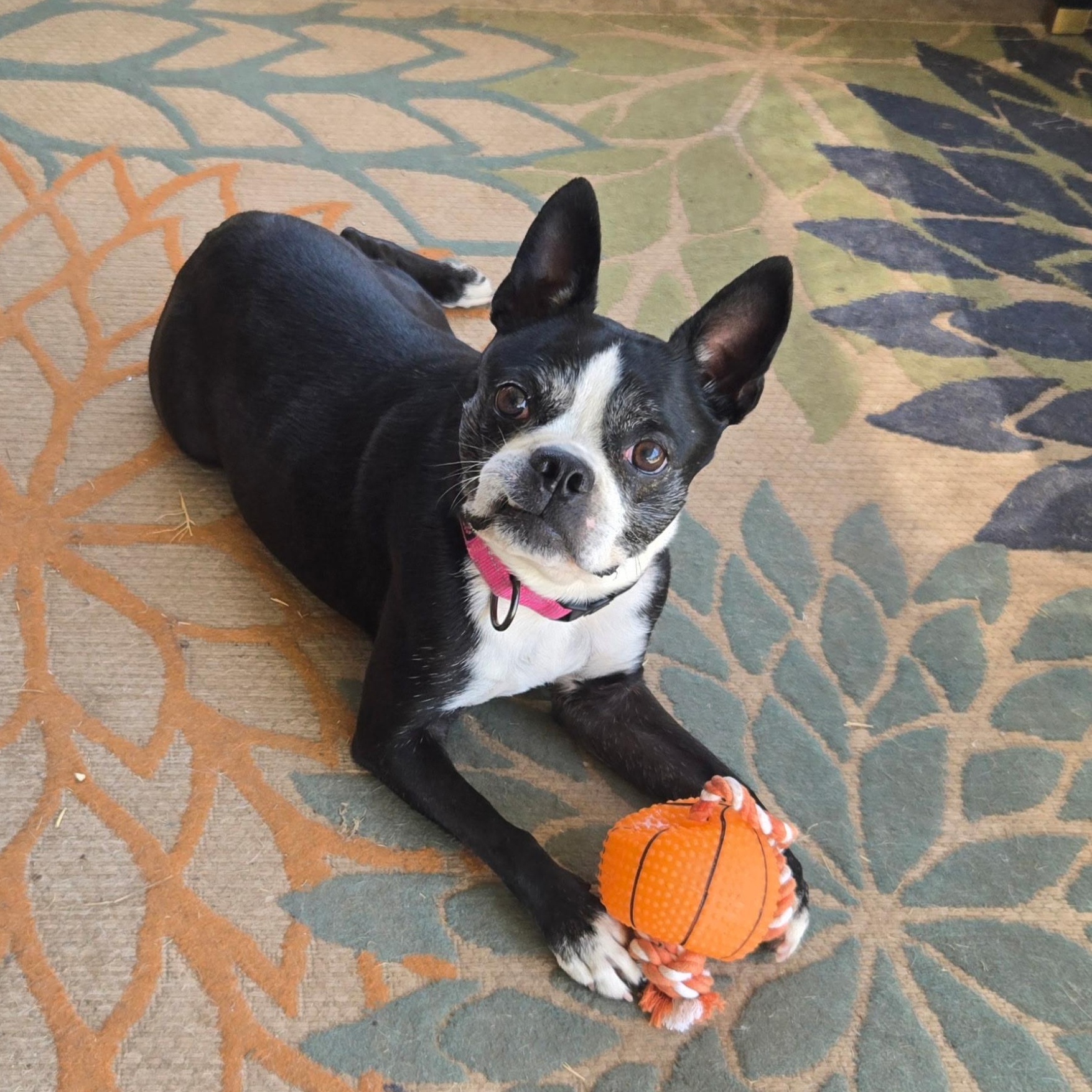 Stella Mae