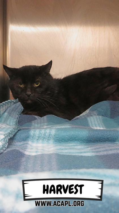 Harvest — thumbnail 2