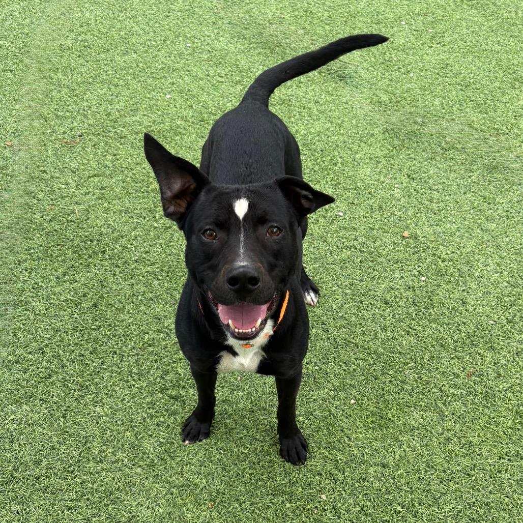 Colton, Adoptable, Adult Male Pit Bull Terrier.