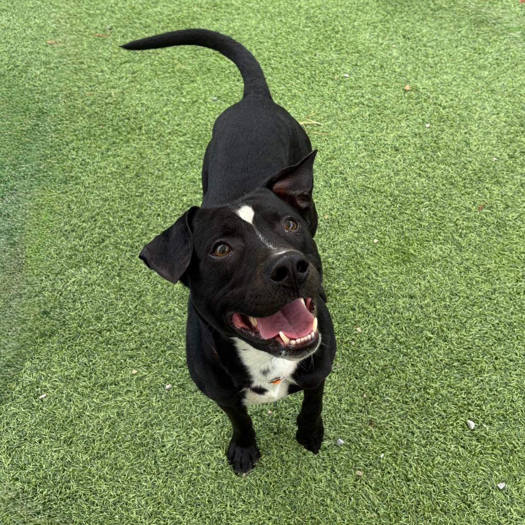 Enlarge Colton, a Adoptable Pit Bull Terrier in Batavia, OH image 2/6