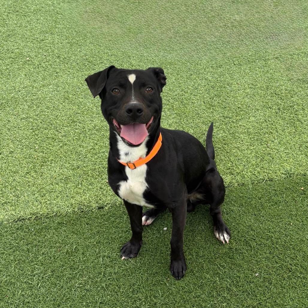 Enlarge Colton, a Adoptable Pit Bull Terrier in Batavia, OH image 3/6