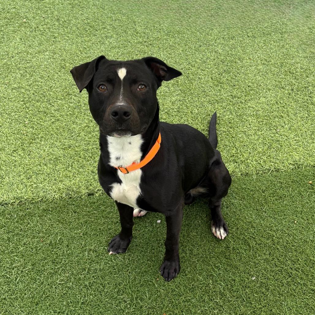 Enlarge Colton, a Adoptable Pit Bull Terrier in Batavia, OH image 4/6