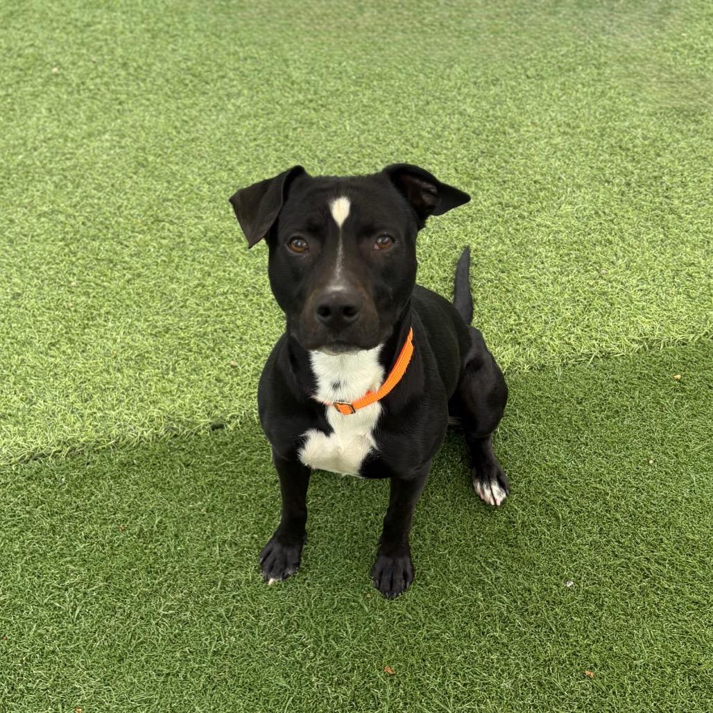 Enlarge Colton, a Adoptable Pit Bull Terrier in Batavia, OH image 5/6