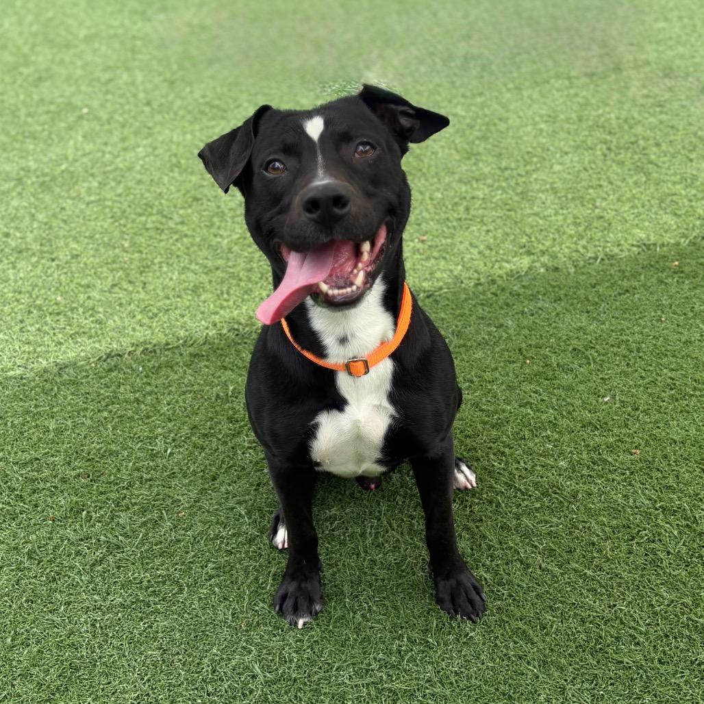Enlarge Colton, a Adoptable Pit Bull Terrier in Batavia, OH image 6/6