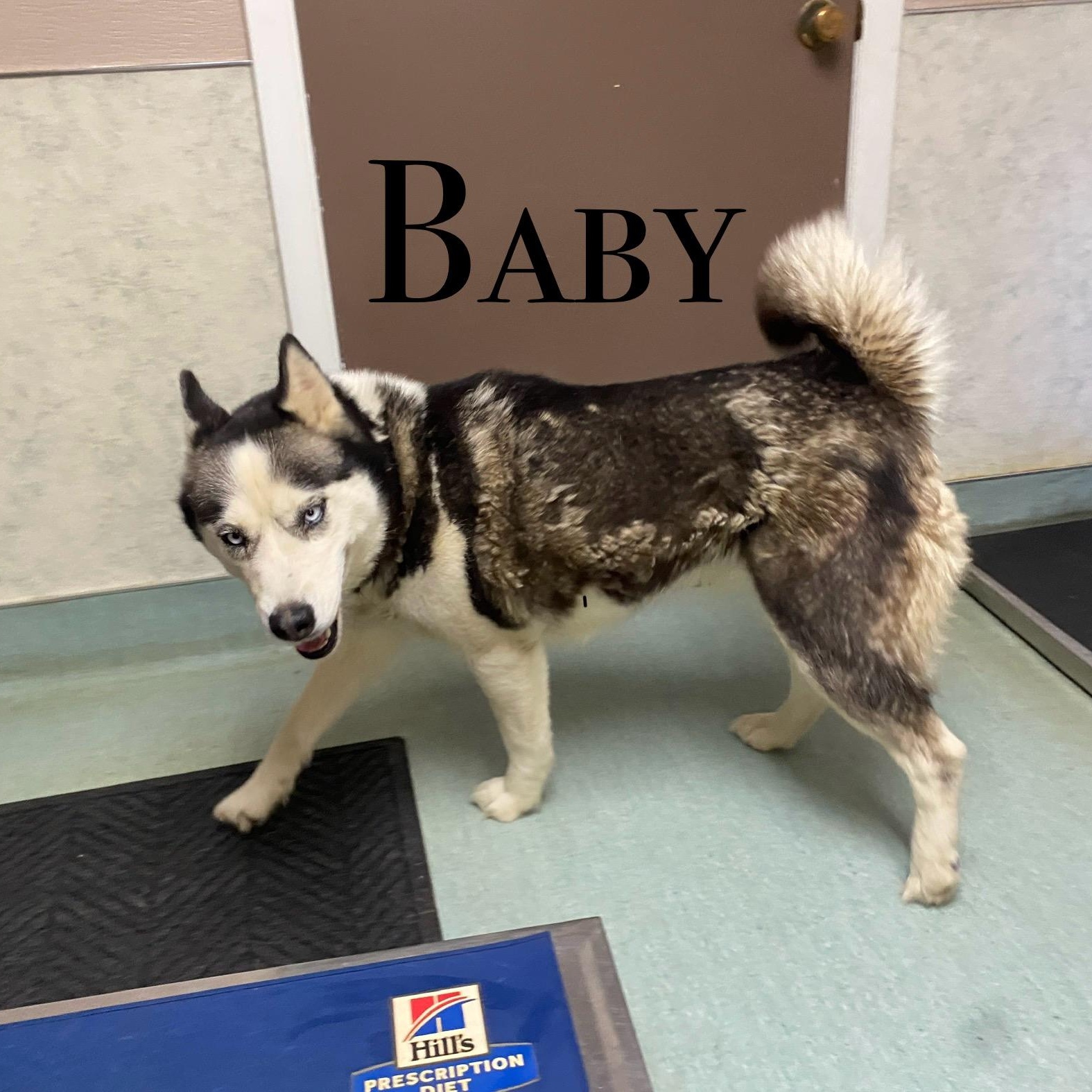 Baby, an adoptable Husky in Craig, CO, 81625 | Photo Image 1