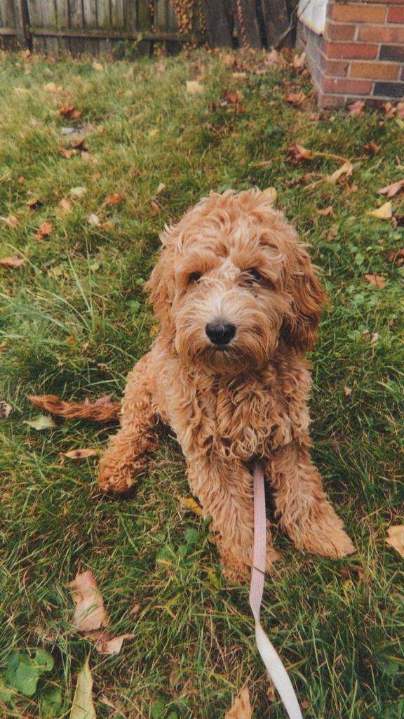 Nalah, Adoptable, Young Female Cockapoo.