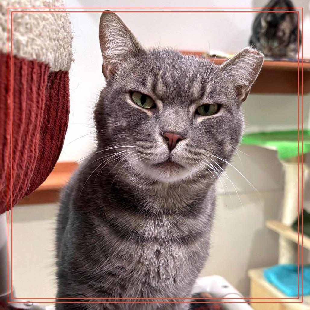 Dutton, a Adoptable Domestic Short Hair in Cumming, GA image 1/2