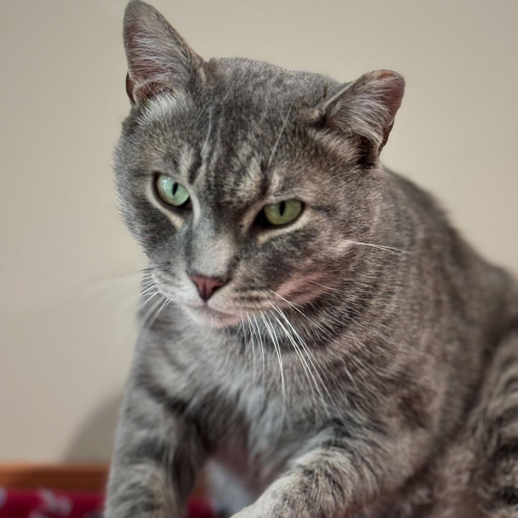 Dutton, a Adoptable Domestic Short Hair in Cumming, GA image 2/2