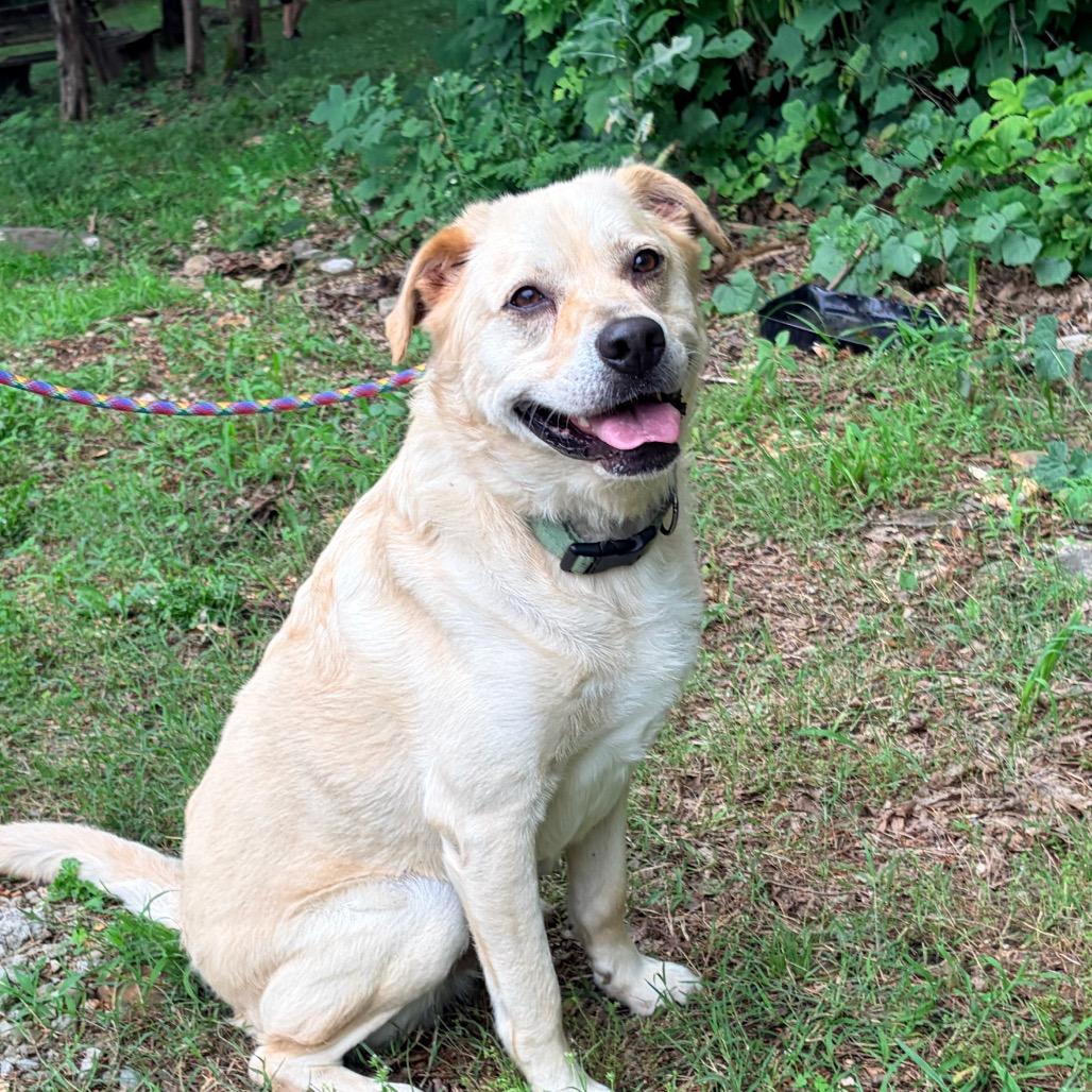 Enlarge Finn, a Adoptable mixed breed in Pineville, MO image 2/4