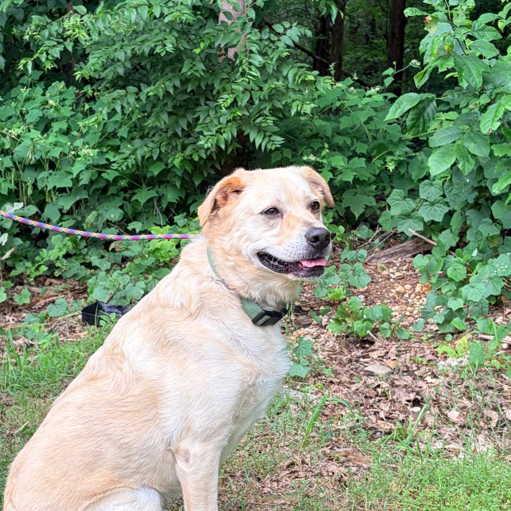 Enlarge Finn, a Adoptable mixed breed in Pineville, MO image 3/4
