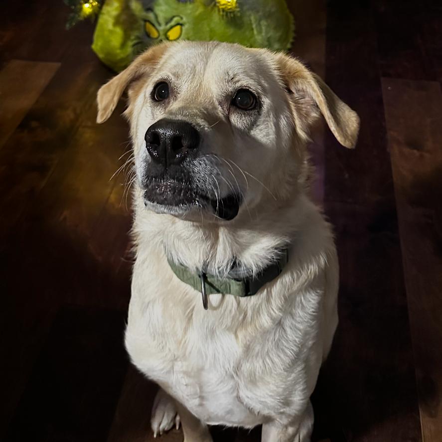Enlarge Finn, a Adoptable mixed breed in Pineville, MO image 4/4