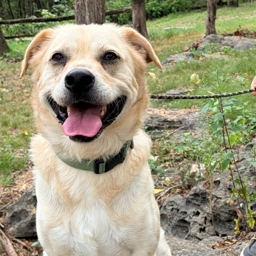 Enlarge Finn, a Adoptable mixed breed in Pineville, MO image 5/5
