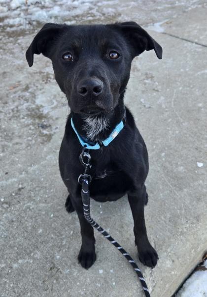 Ziggy — thumbnail 2