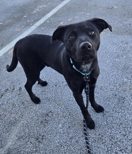 Ziggy — thumbnail 3