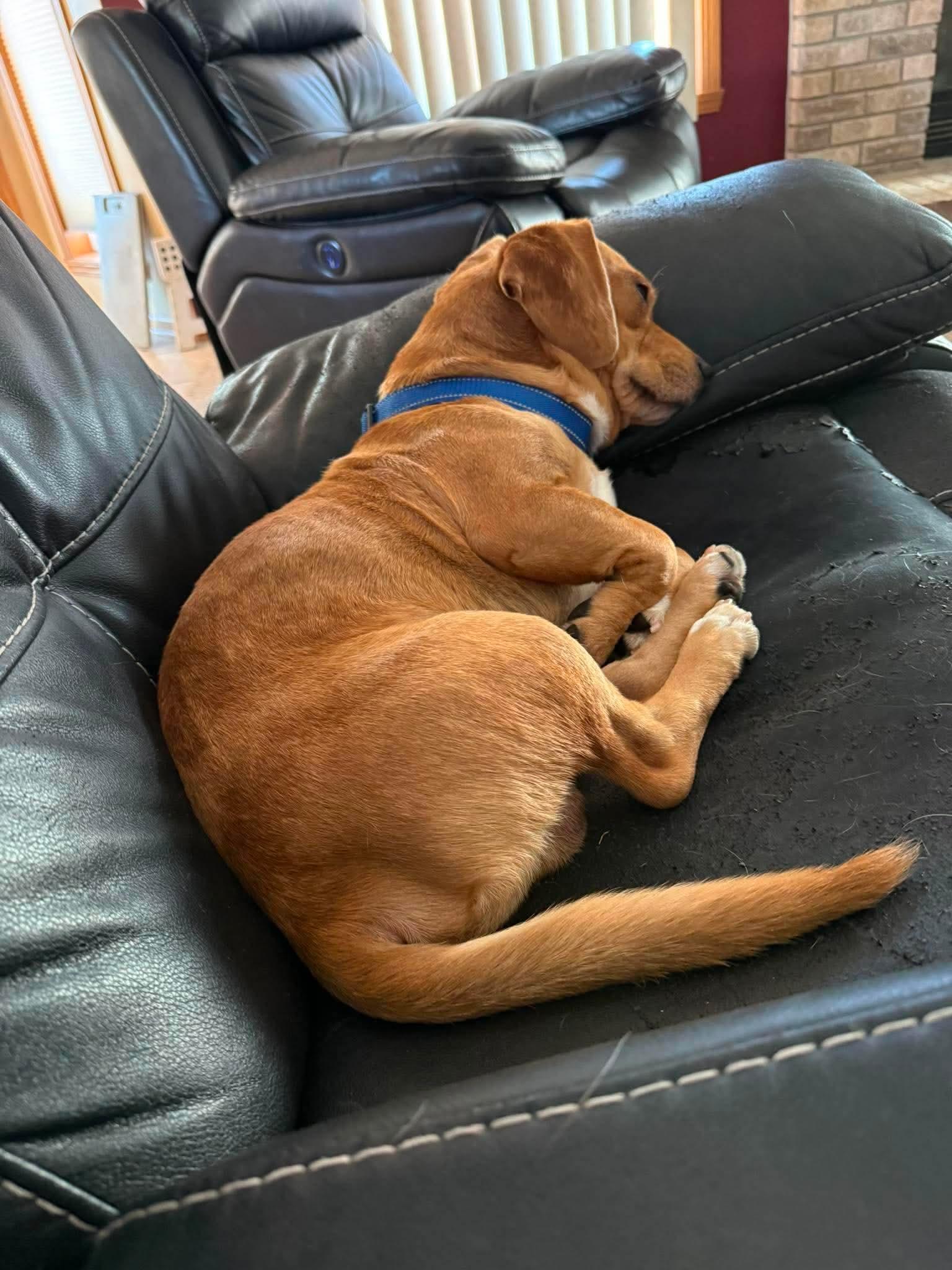 Mac, an adopted mixed breed in Byron, IL image 6/6
