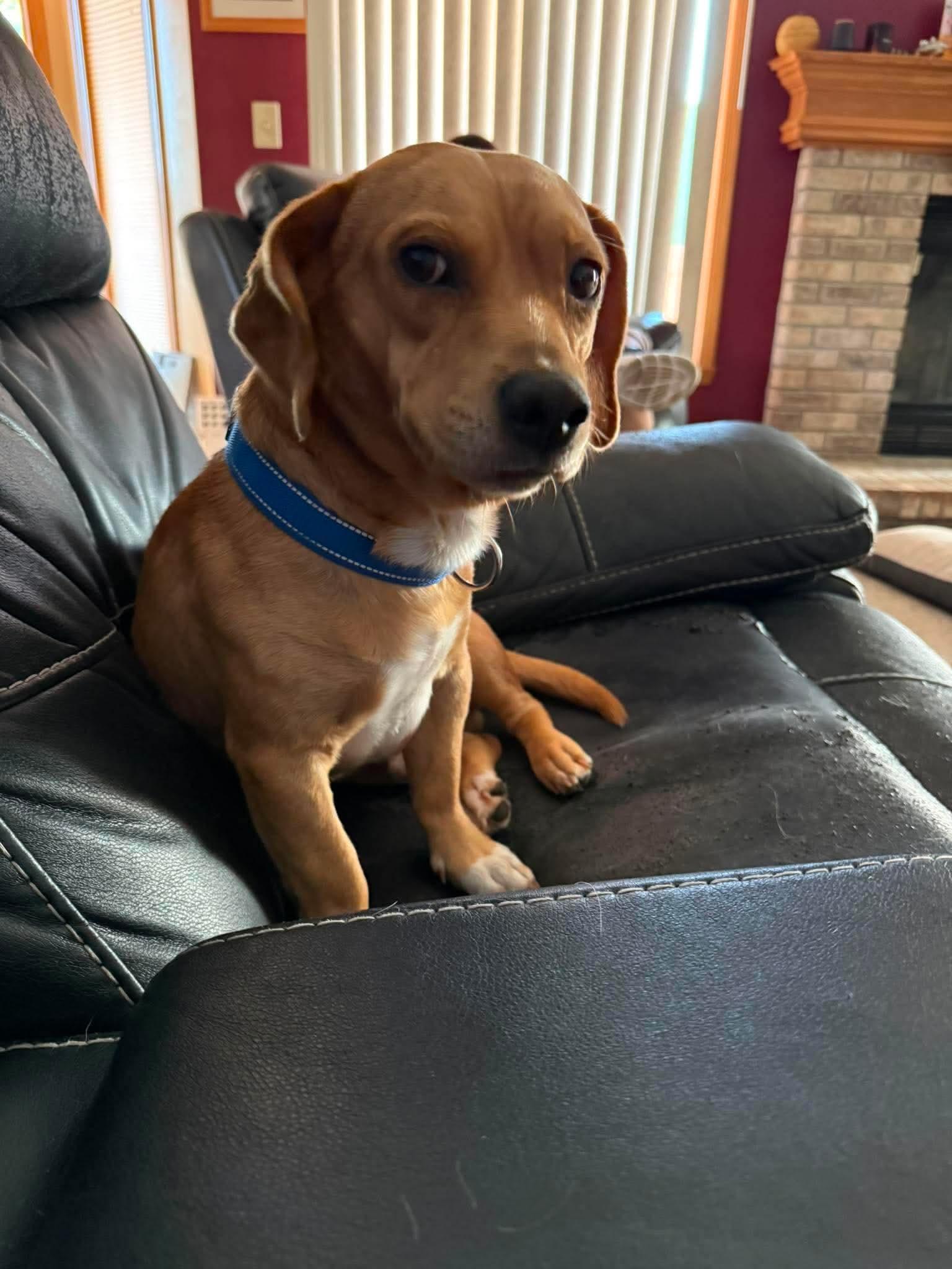 Mac, an adopted mixed breed in Byron, IL image 4/6