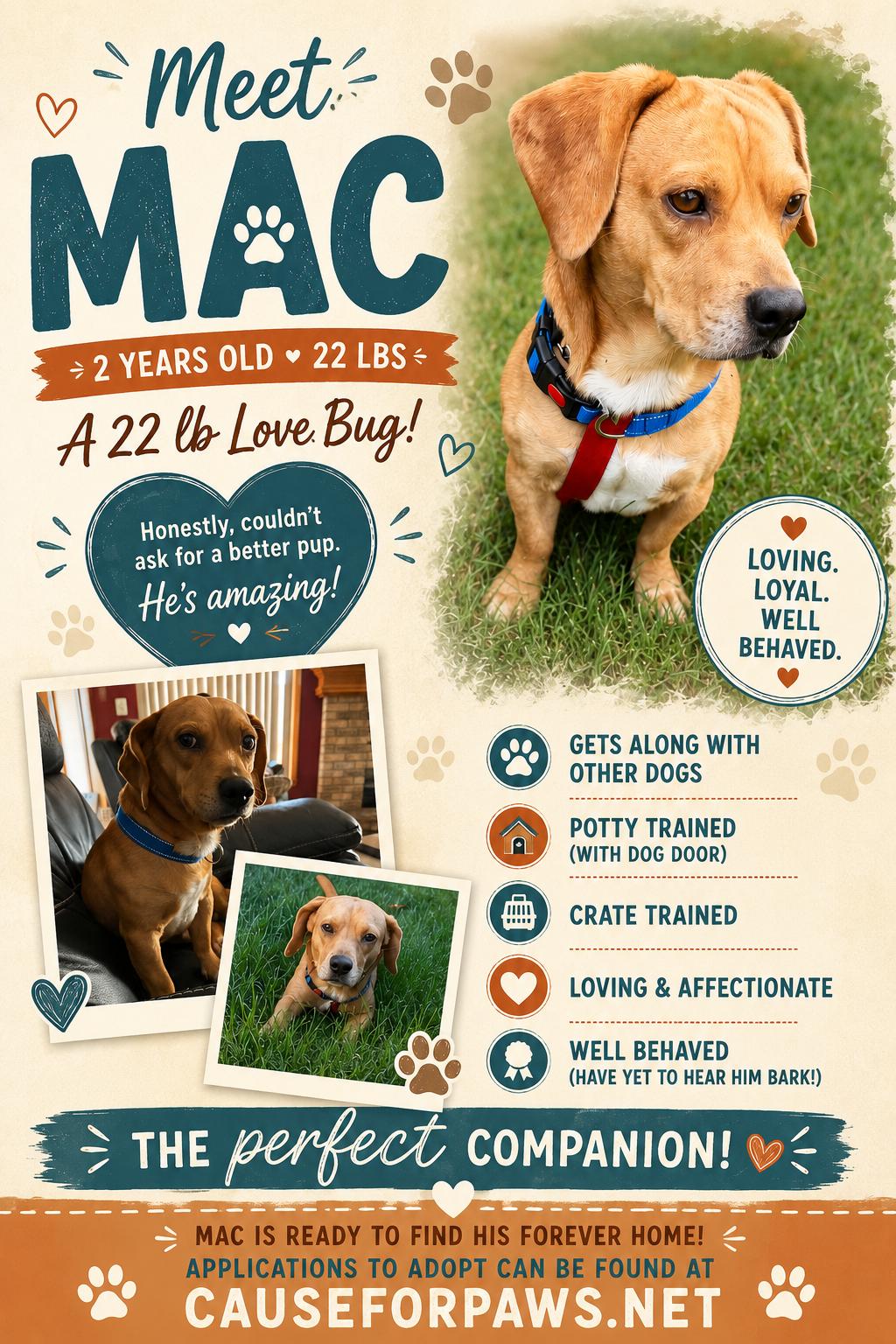 Mac, adopted, Adult Male Beagle.