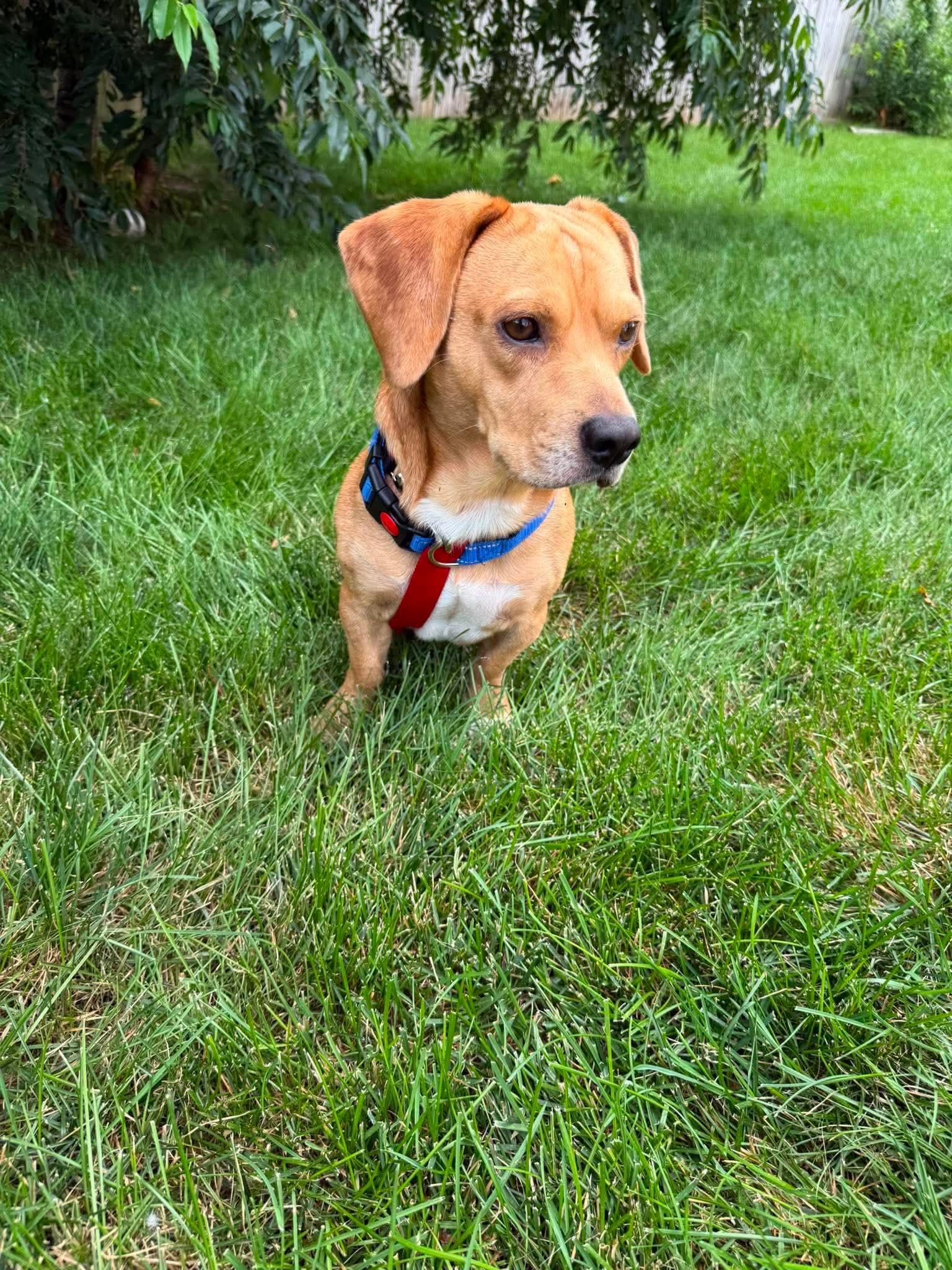 Mac, an adopted mixed breed in Byron, IL image 2/6