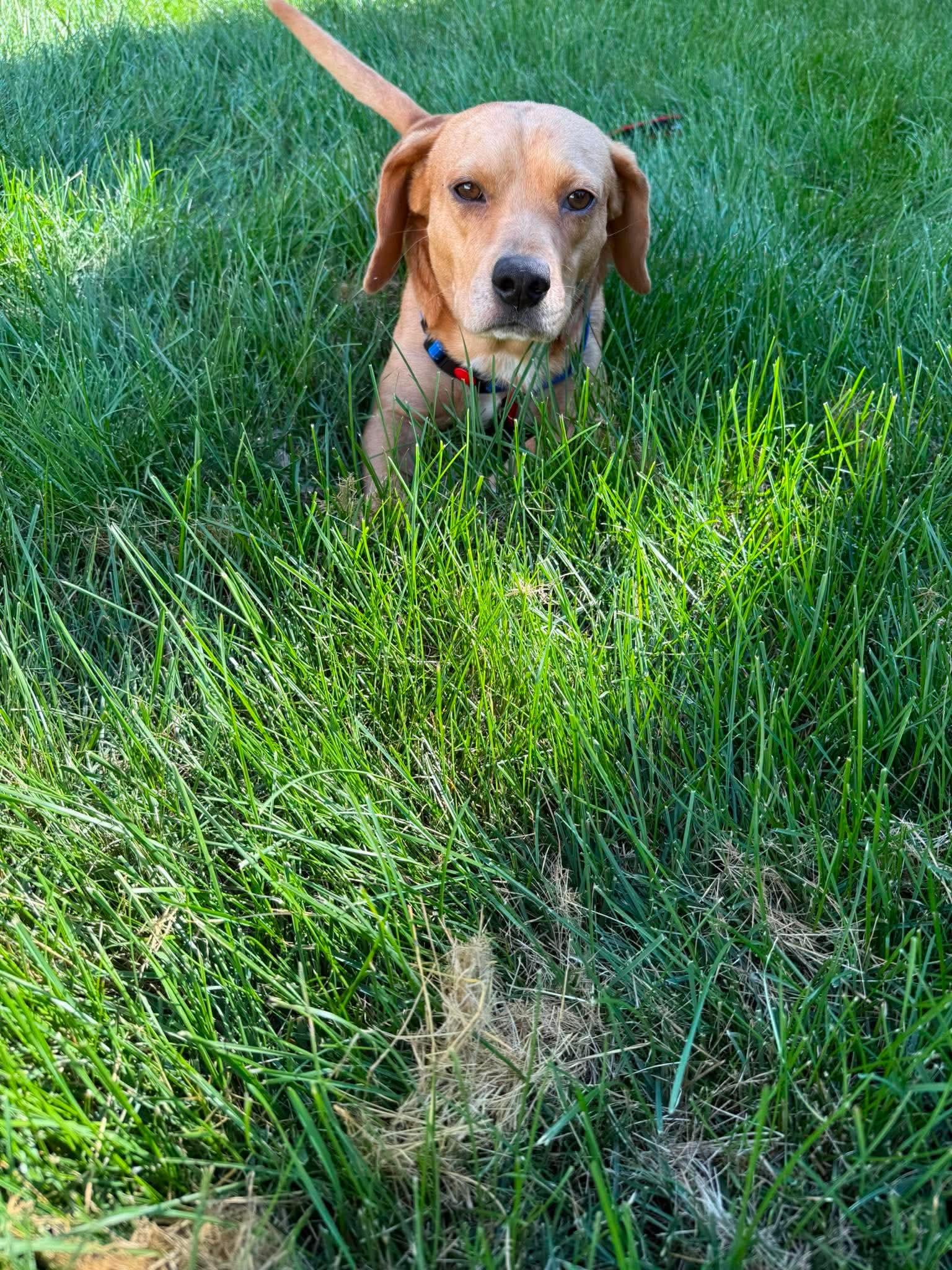 Mac, an adopted mixed breed in Byron, IL image 3/6