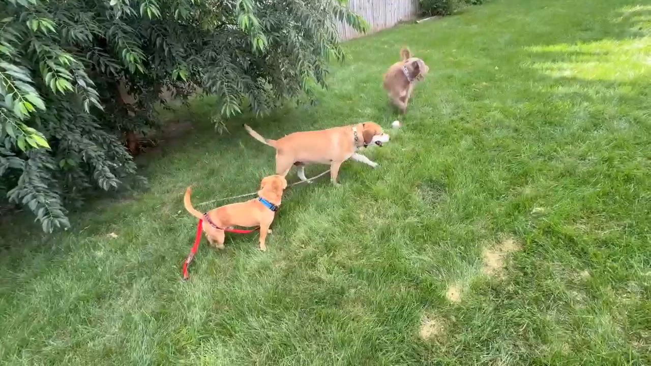 Enlarge Mac, an adopted mixed breed in Byron, IL video 5/6