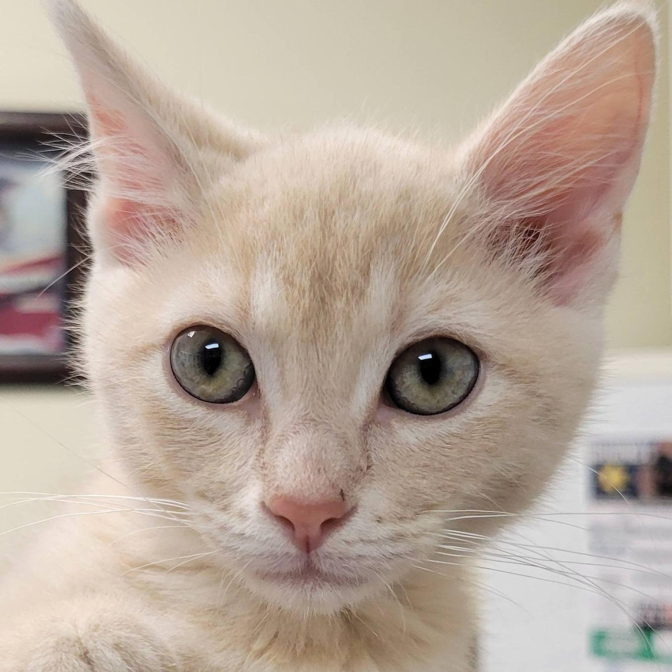 Enlarge Prince , an adopted Domestic Short Hair in Mazon, IL image 1/1