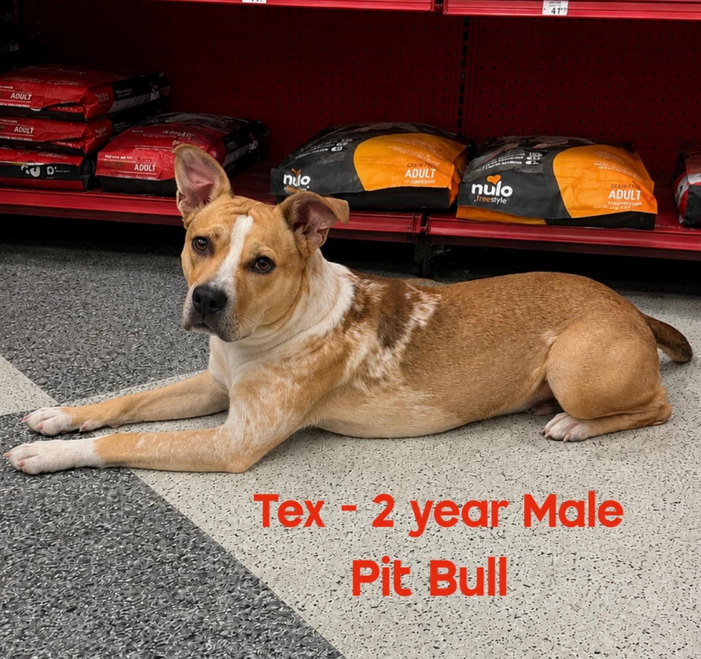 TEX 2 YEAR MALE PITBULL MIX - PETCO, 5011 E. RAY ROAD, PHX 85044 ON SATURDAY, JUNE 13th, 11-2PM, Adoptable, Adult Male Pit Bull Terrier.