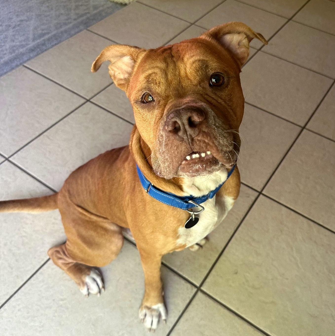 Wally, Adoptable, Adult Male Mastiff & Dogue de Bordeaux.