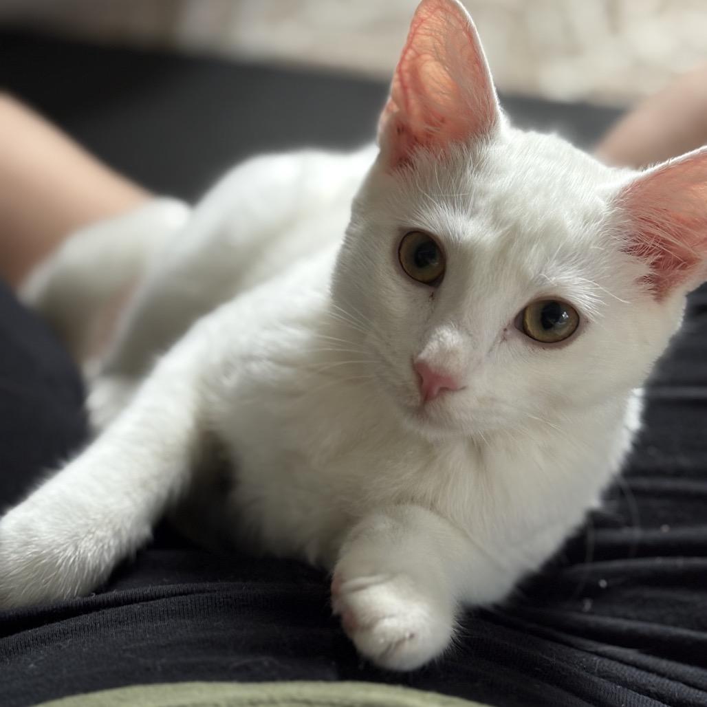 Pearl, Young Female unknown