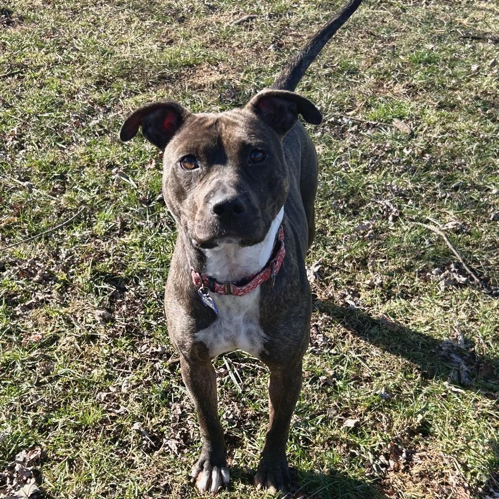 Enlarge Cheryl, a Adoptable Mixed Breed in Johnson City, TN image 3/5