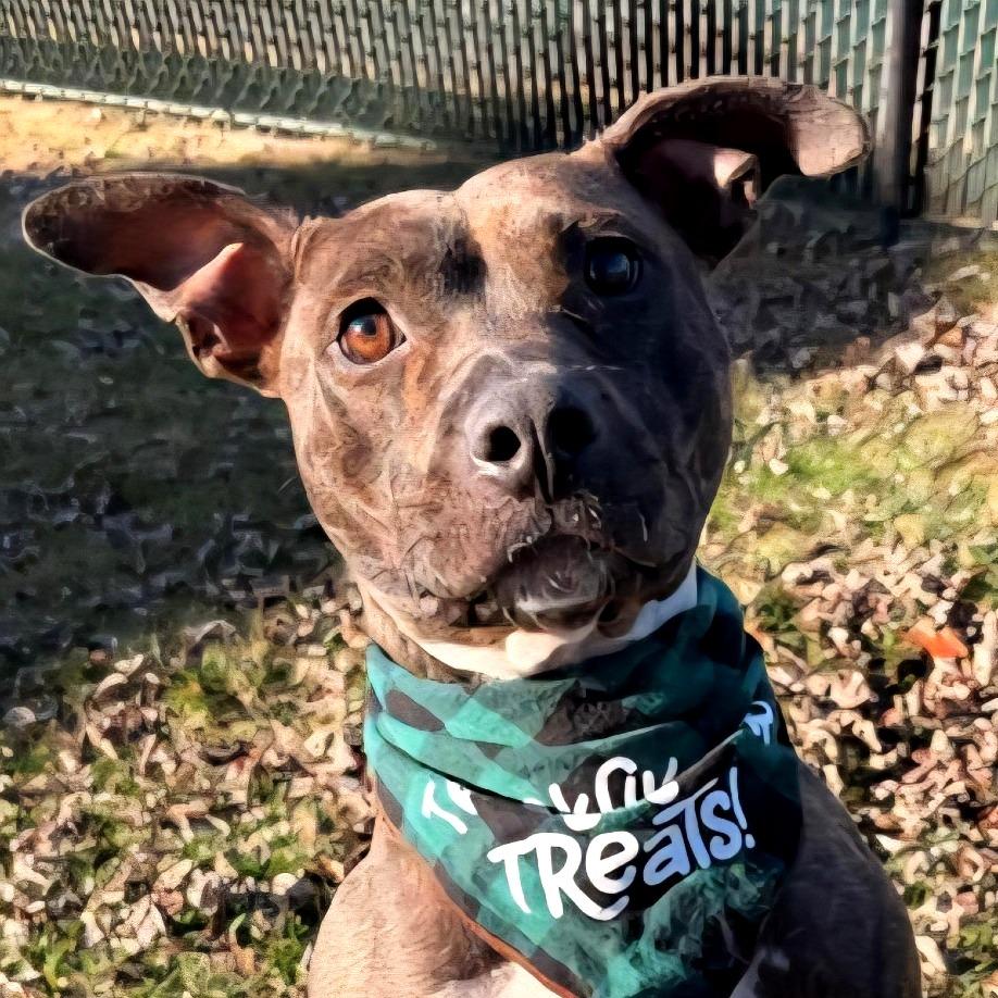 Enlarge Cheryl, a Adoptable Mixed Breed in Johnson City, TN image 4/5