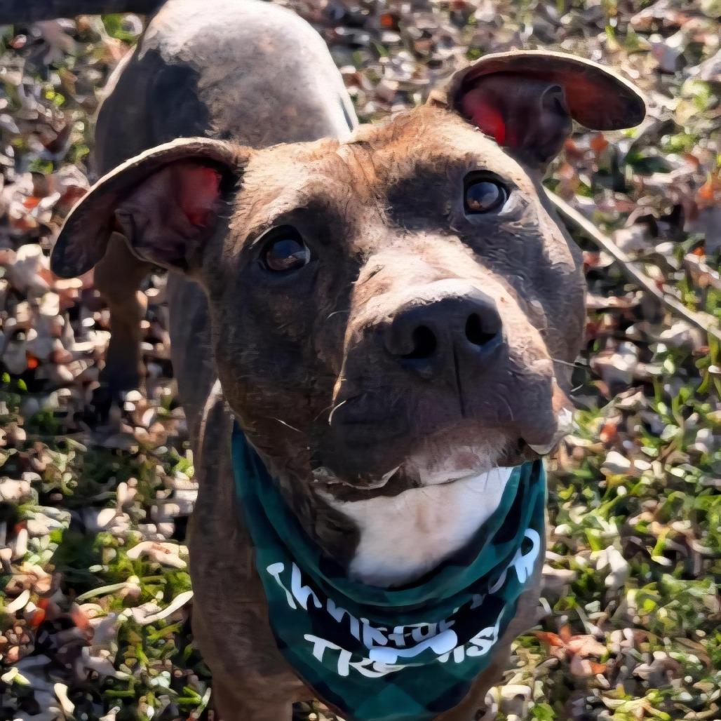 Enlarge Cheryl, a Adoptable Mixed Breed in Johnson City, TN image 5/5