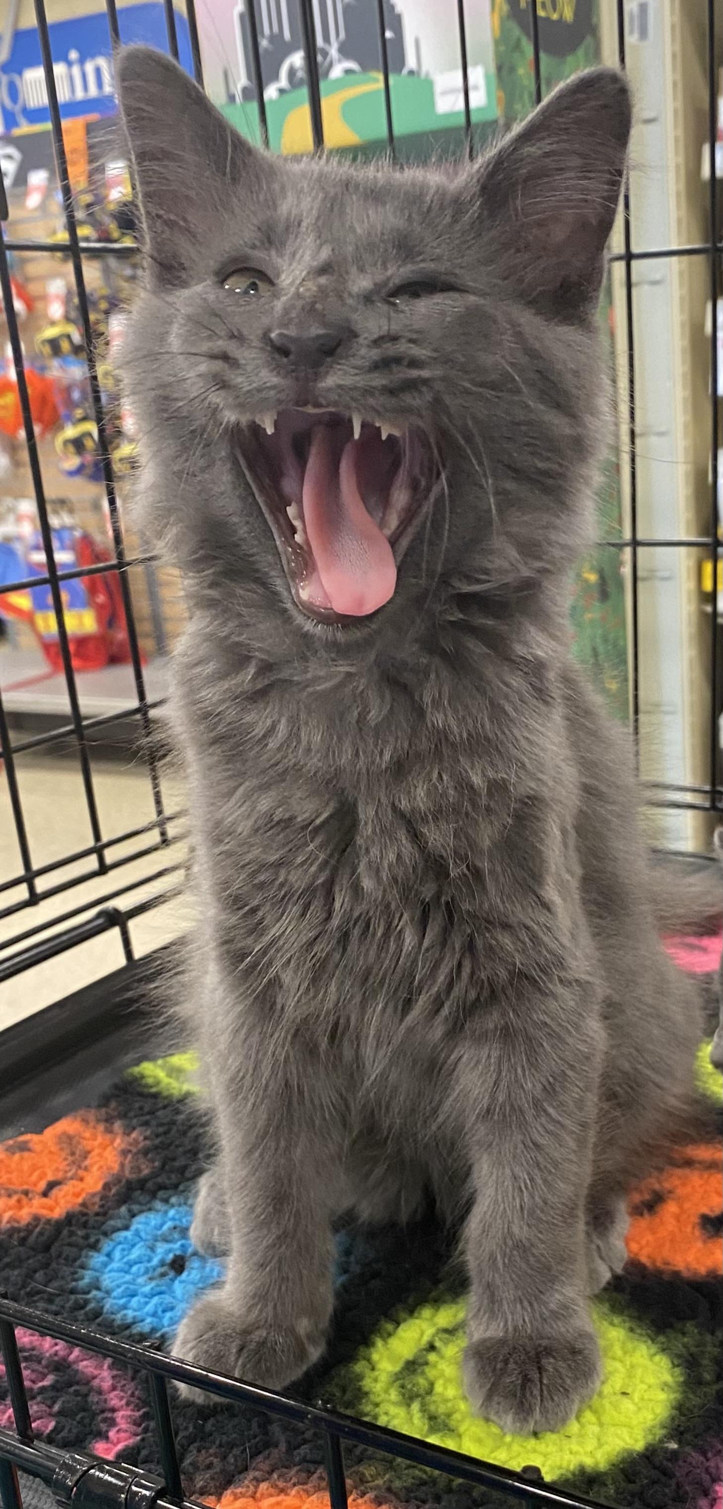 George  North Conroe thumbnail 3